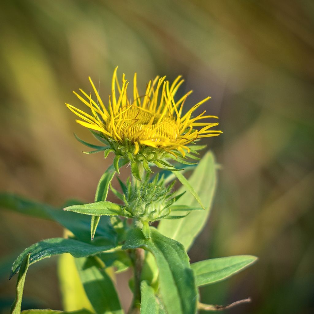 Inula magnifica - Alant