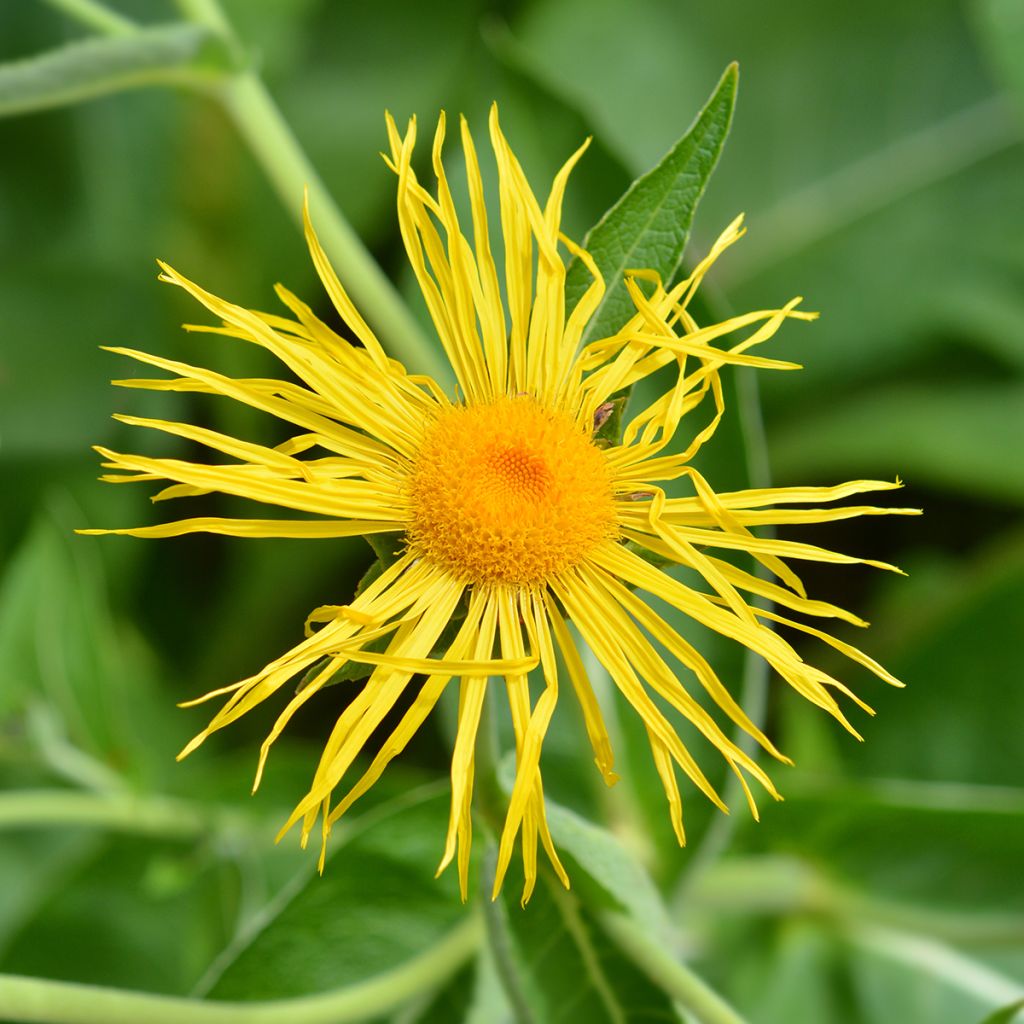 Inula magnifica - Alant