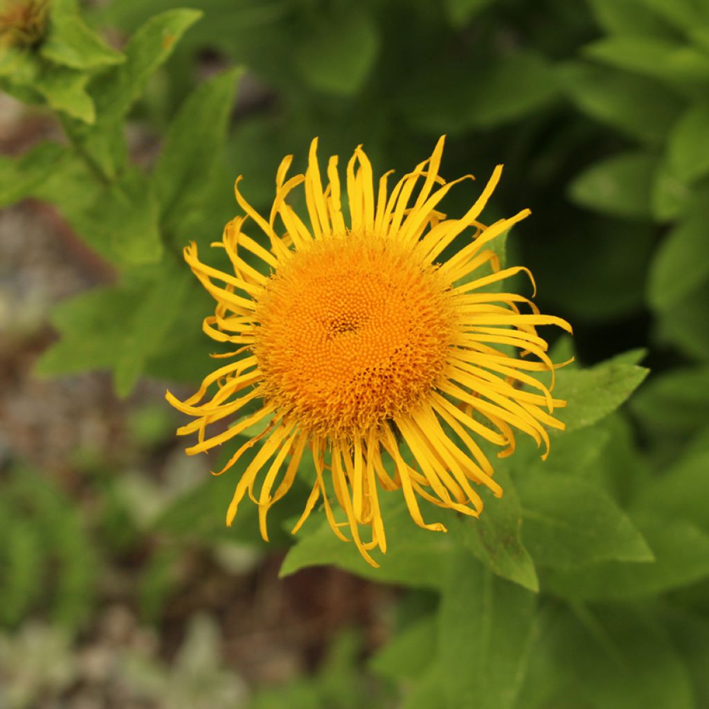 Inula orientalis - Oosterse alant