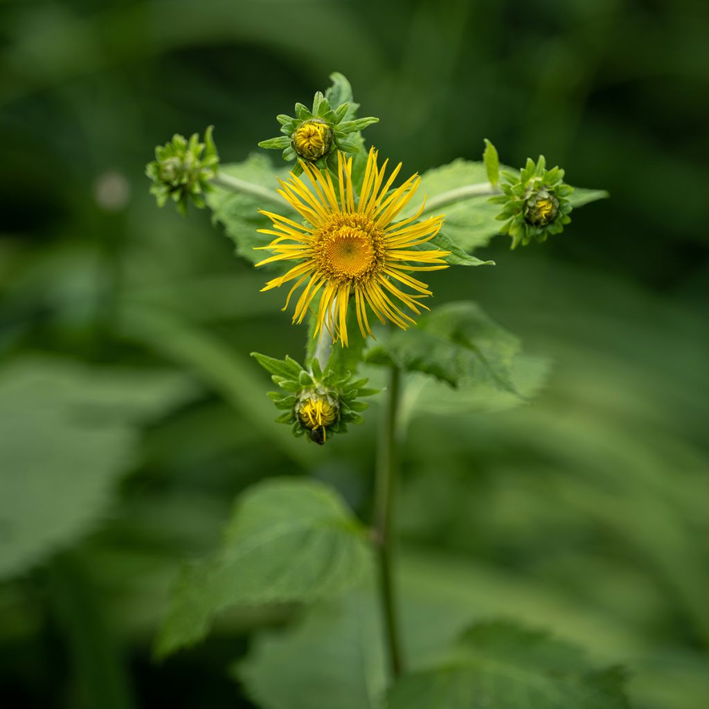 Inula racemosa Sonnenspeer - Trosalant