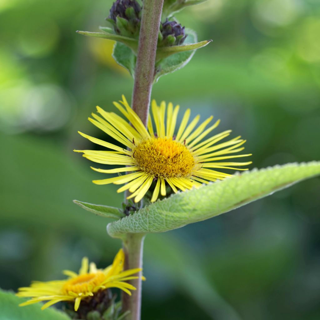 Inula racemosa Sonnenspeer - Trosalant