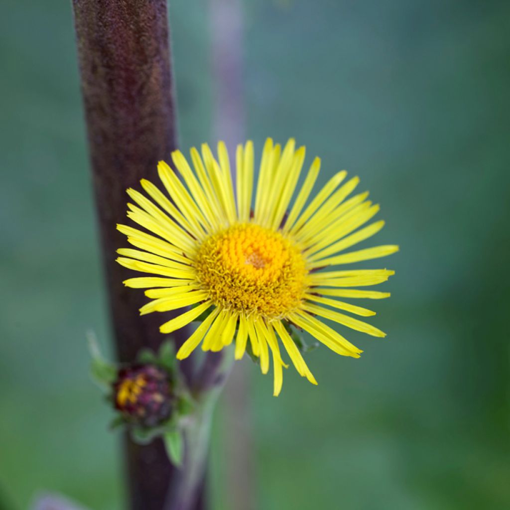 Inula racemosa Sonnenspeer - Trosalant
