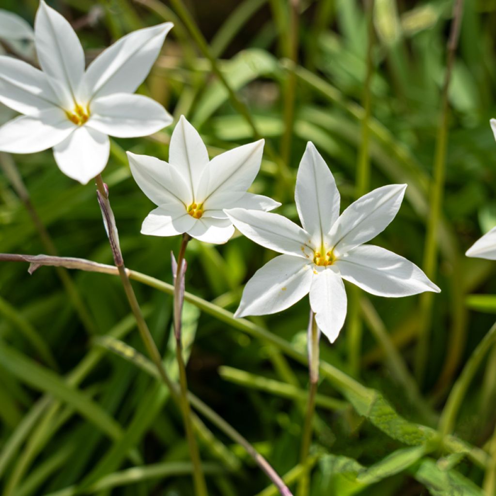 Ipheion uniflorum Alberto Castillo - Oude wijfjes