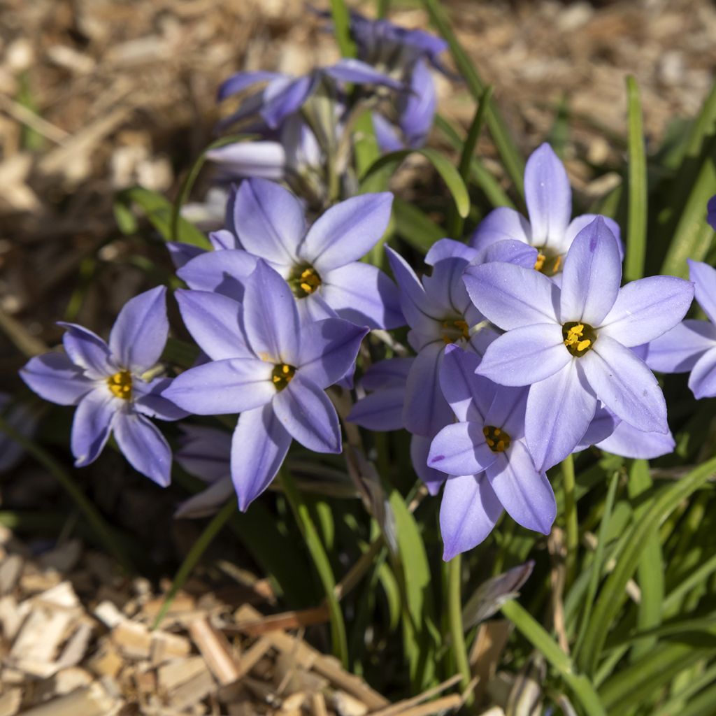 Ipheion uniflorum Wisley Blue - Oude wijfjes
