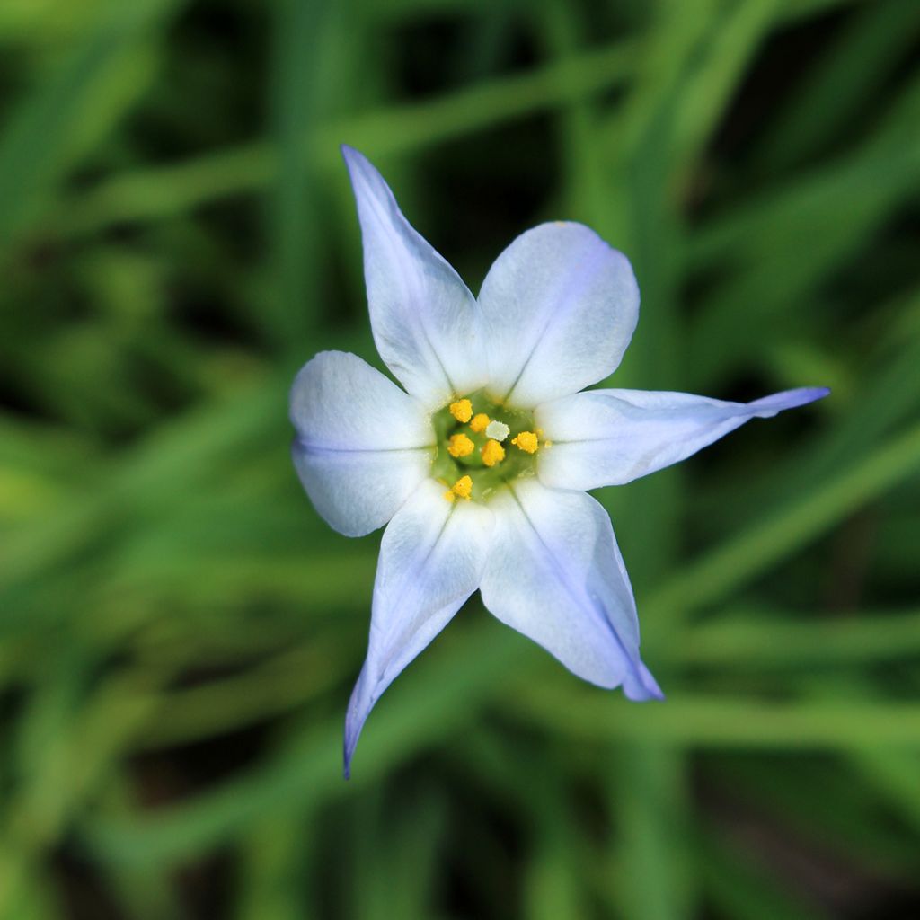 Ipheion uniflorum Wisley Blue - Oude wijfjes