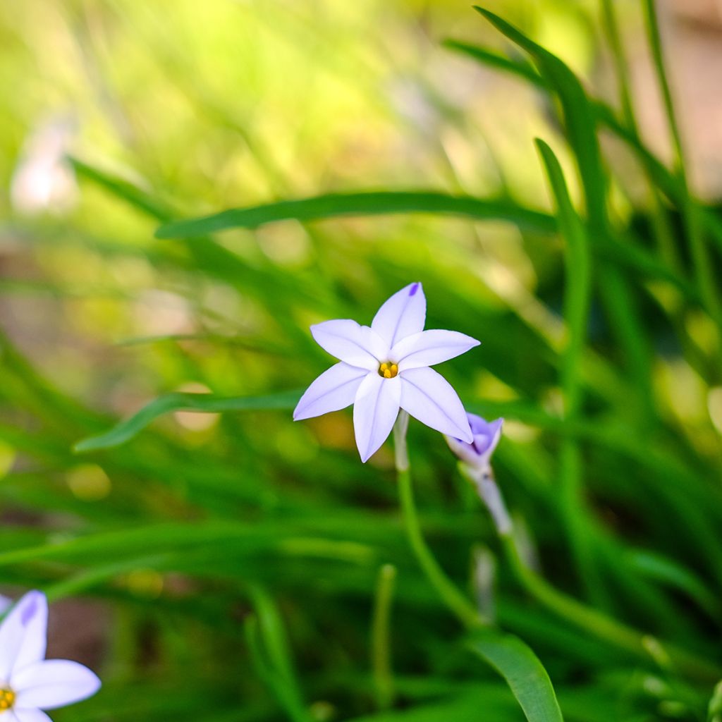 Ipheion uniflorum Wisley Blue - Oude wijfjes