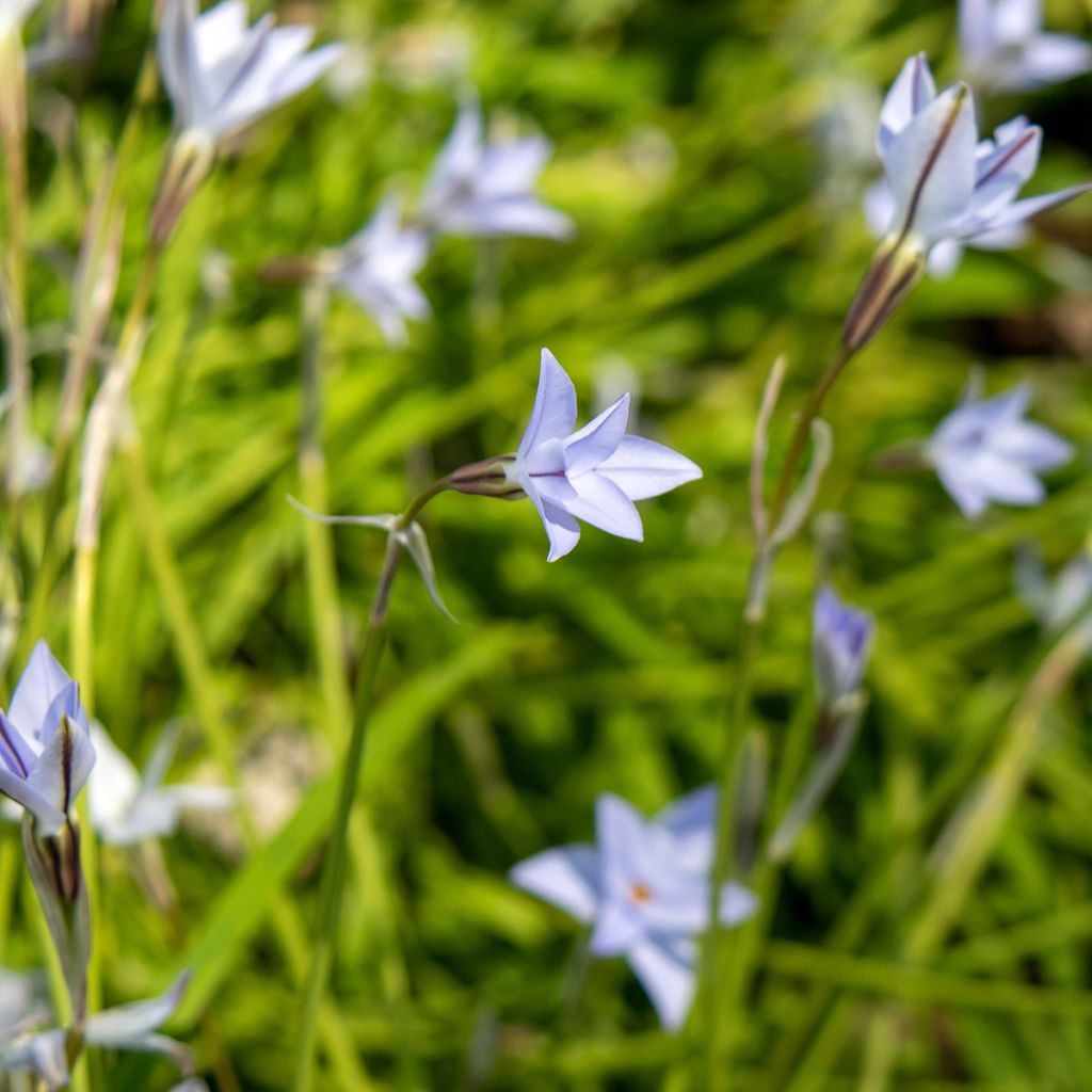 Ipheion uniflorum Wisley Blue - Oude wijfjes