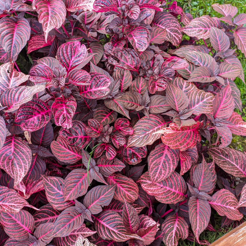 Iresine herbstii Bloodleaf - Biefstukplant