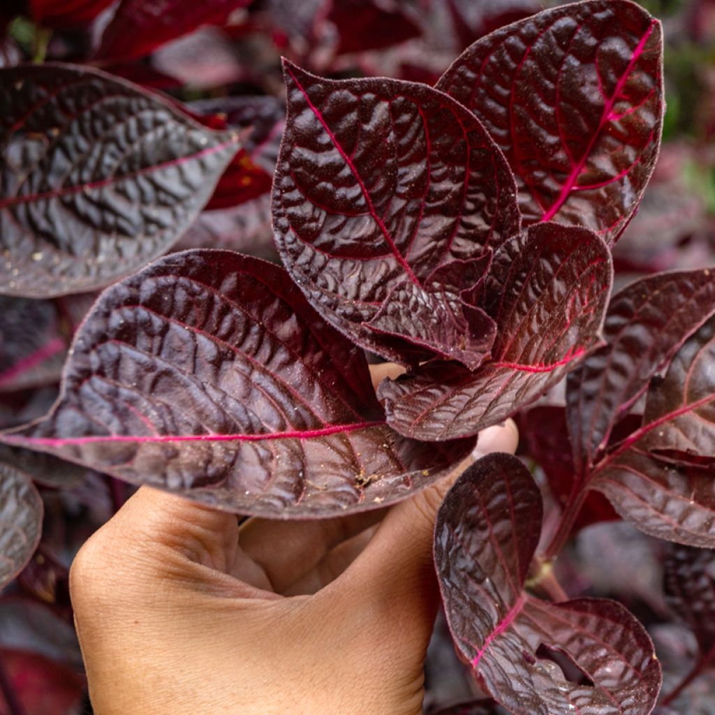 Iresine herbstii Bloodleaf - Biefstukplant