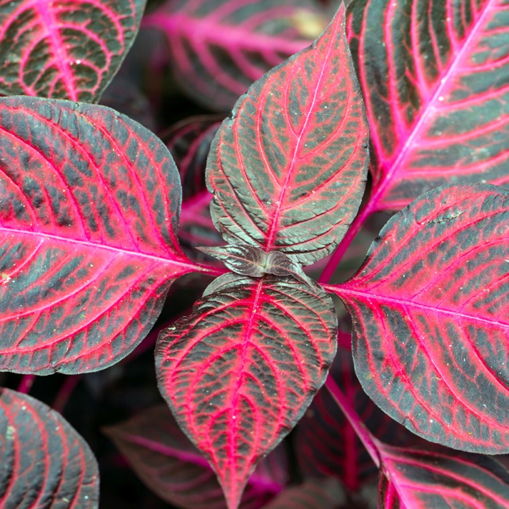 Iresine herbstii Bloodleaf - Biefstukplant