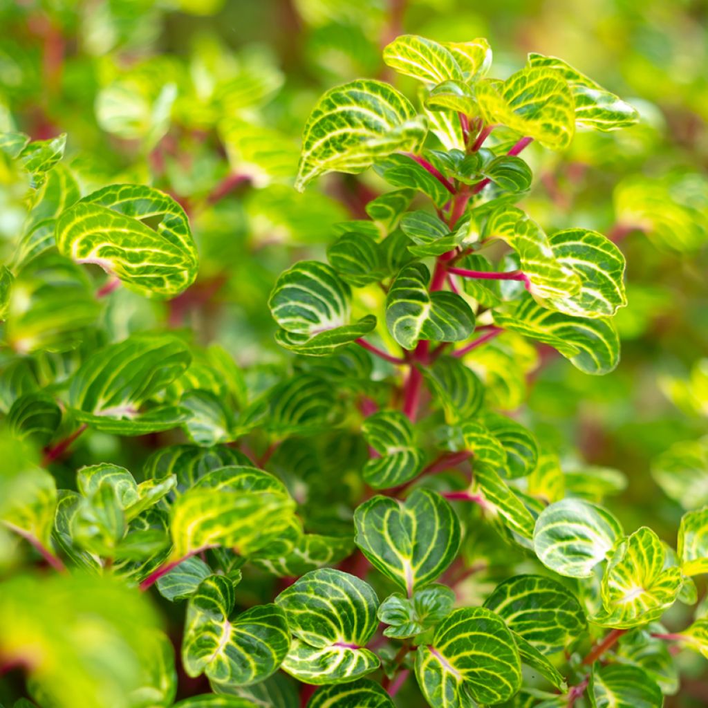 Iresine herbstii - Biefstukplant