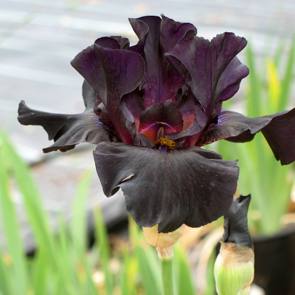Iris germanica Old Black Magic - Baardiris