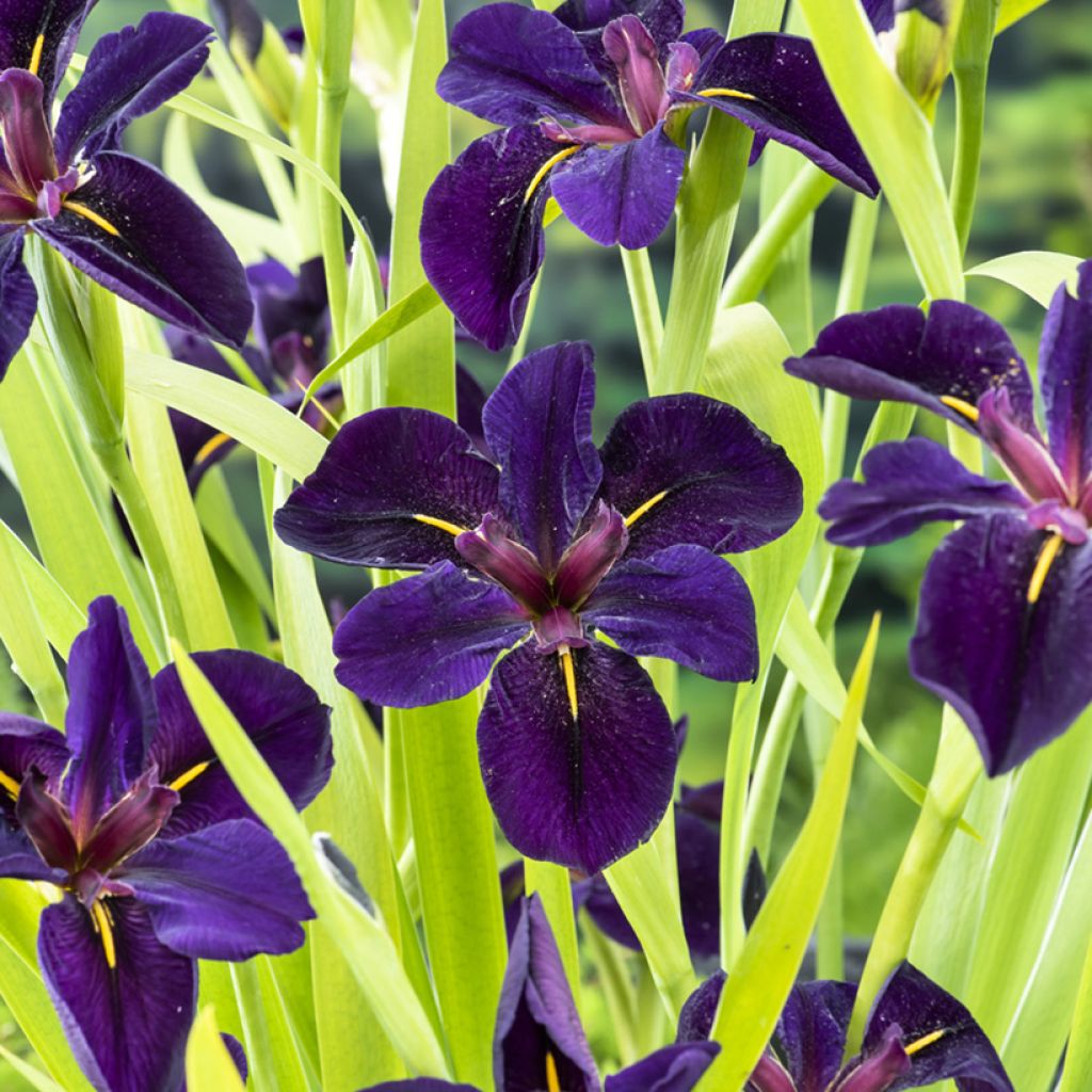Iris louisiana Black Gamecock - Zwarte Lis