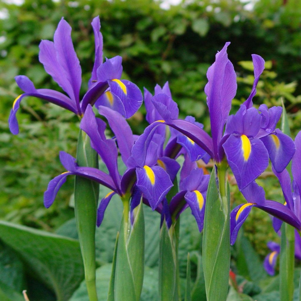 Iris hollandica Blue Magic - Hollandse iris