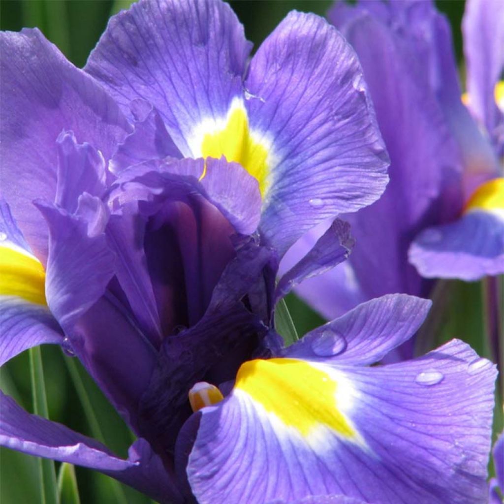 Iris hollandica Blue Magic - Hollandse iris