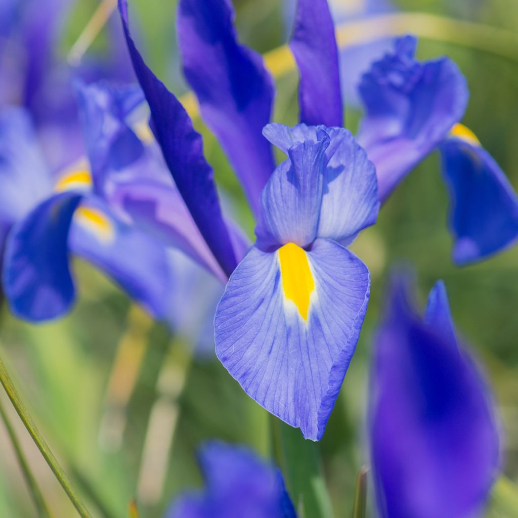 Iris hollandica Blue Magic - Hollandse iris