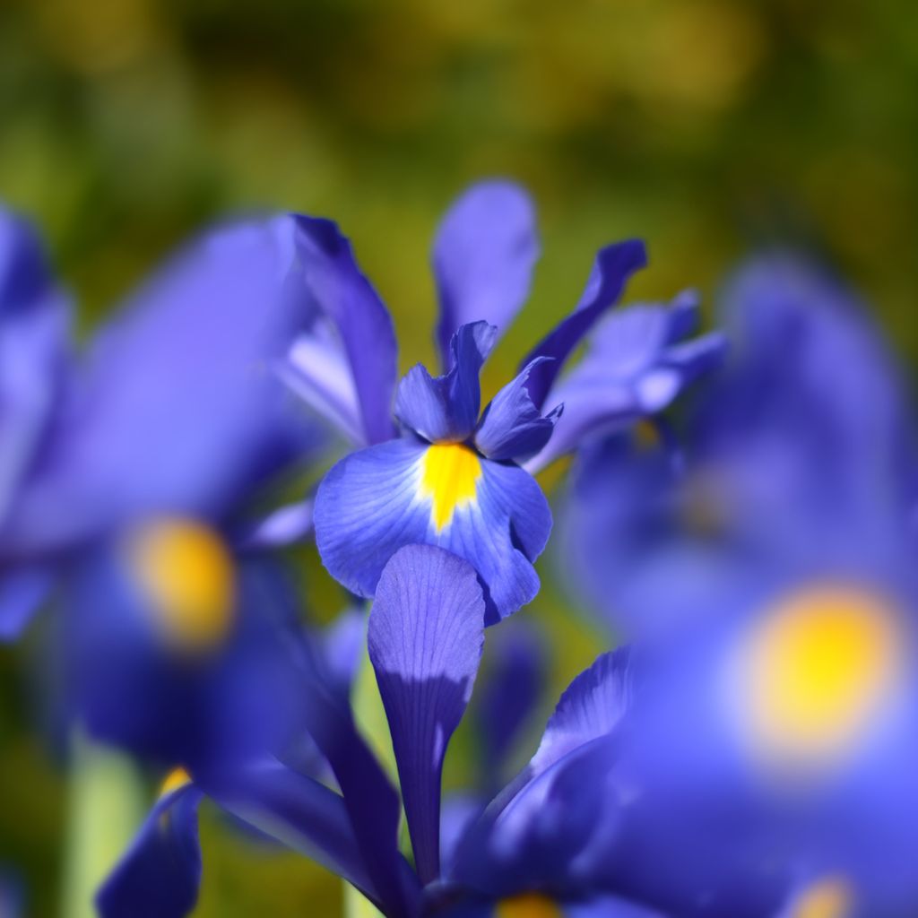 Iris hollandica Blue Magic - Hollandse iris