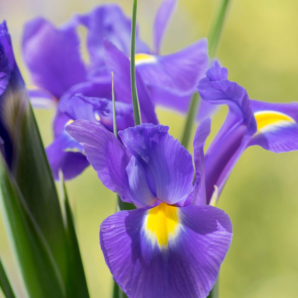 Iris hollandica Sapphire Beauty - Hollandse iris