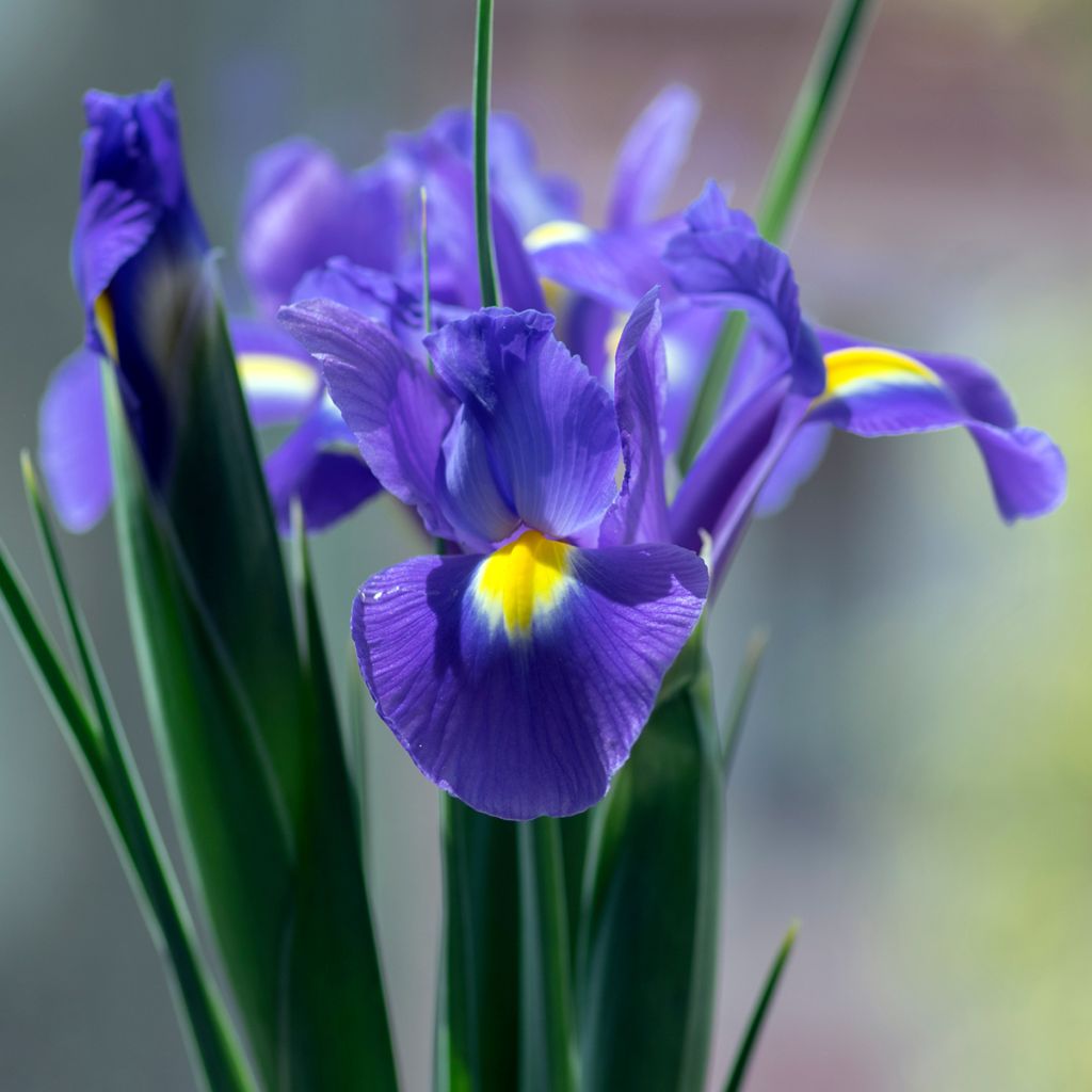Iris hollandica Sapphire Beauty - Hollandse iris