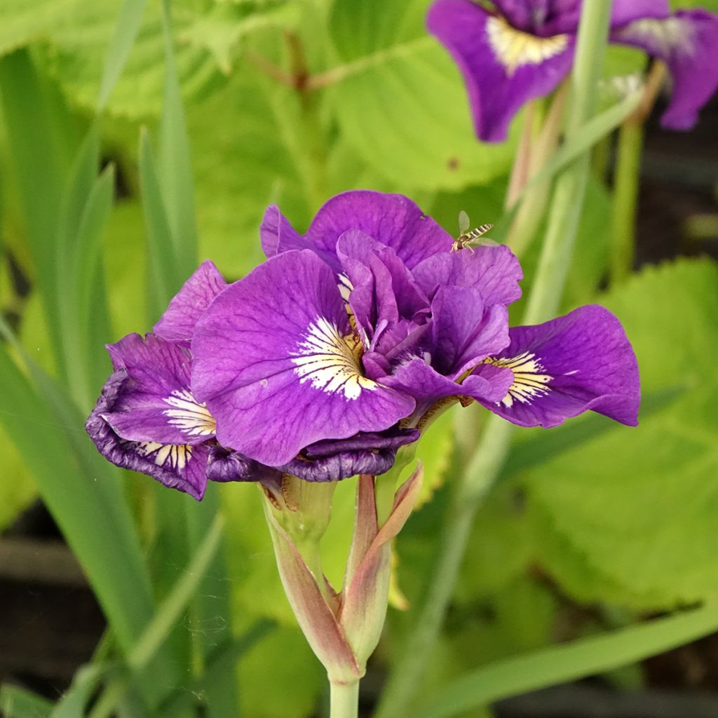 Iris sibirica Double Standard - Siberische iris
