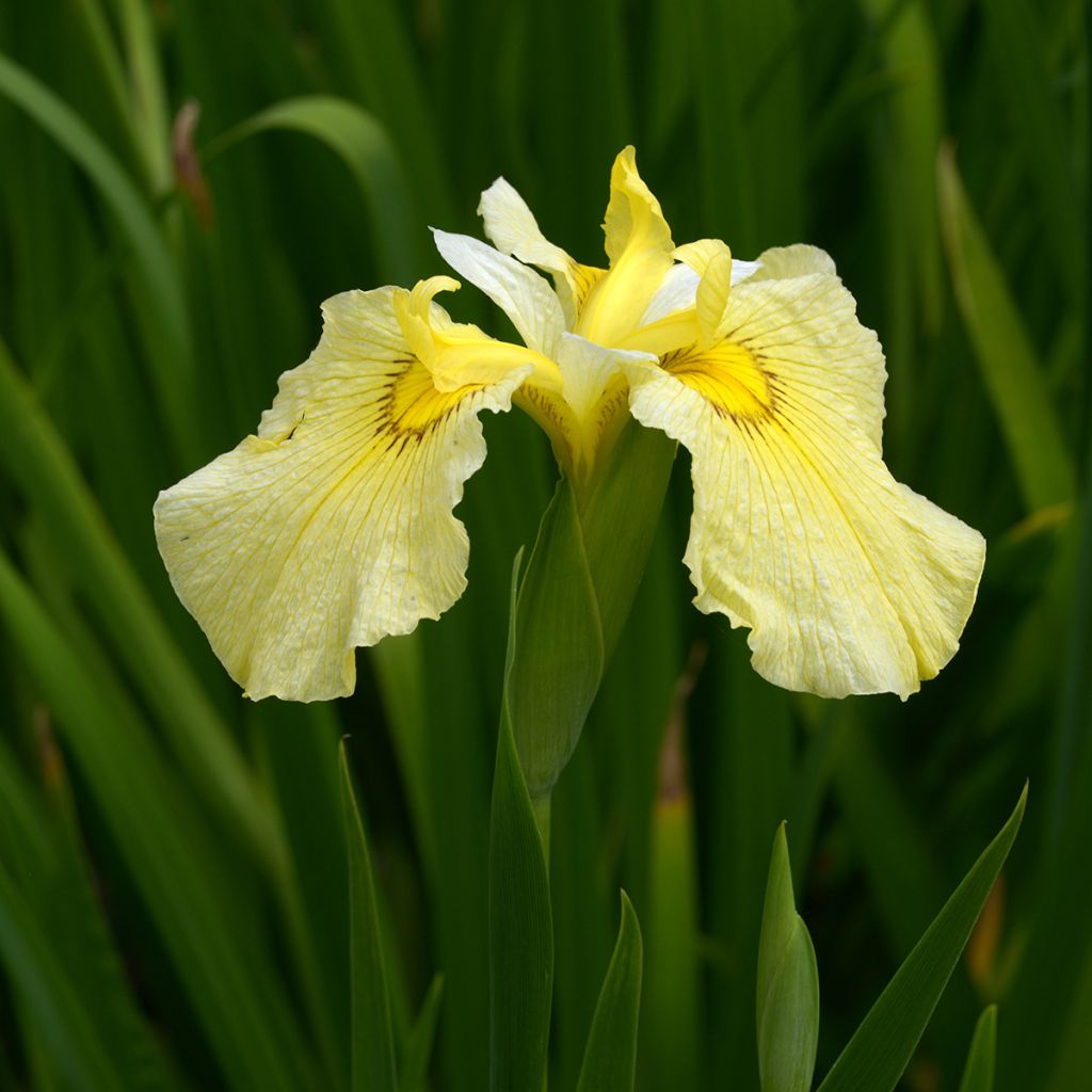 Iris ensata Aichi-no-Kagayaki - Japanse iris