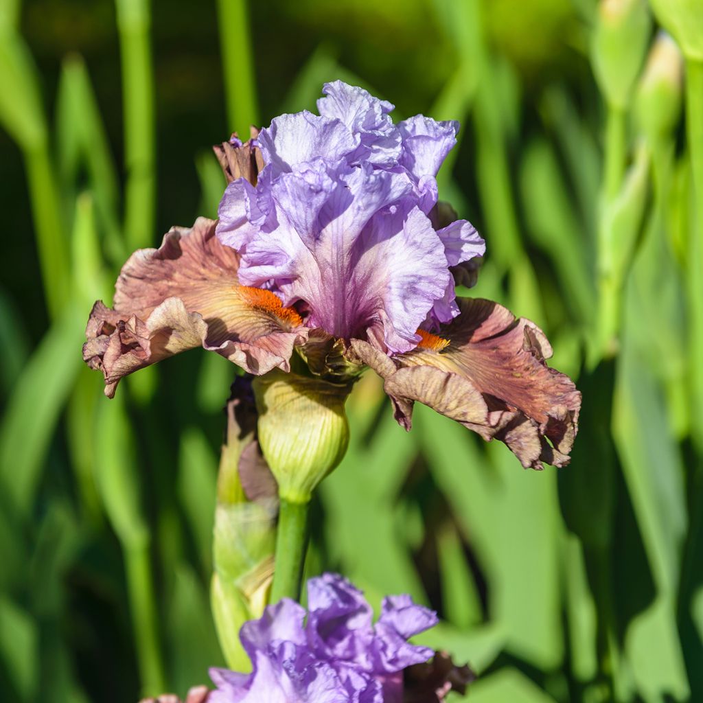 Iris germanica Adoranova - Baardiris