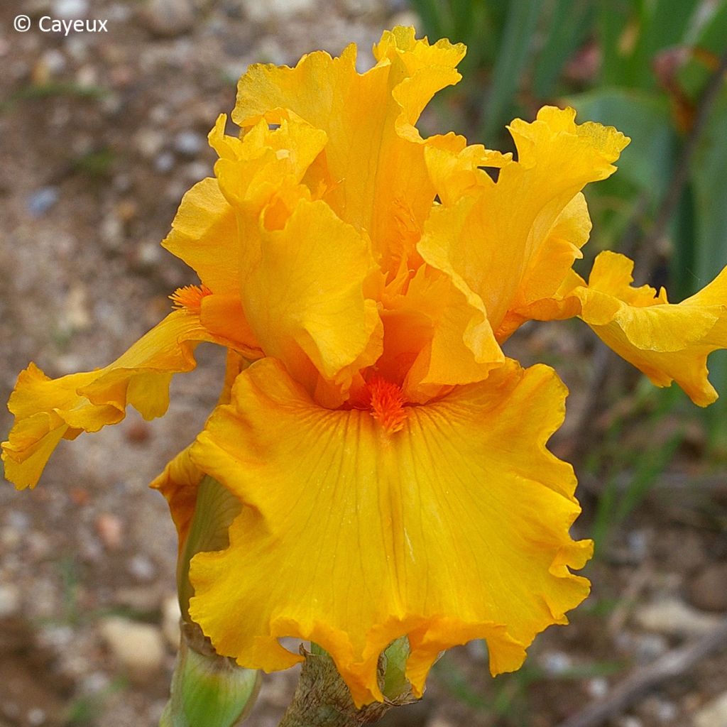 Iris germanica Air d'Été - Baardiris