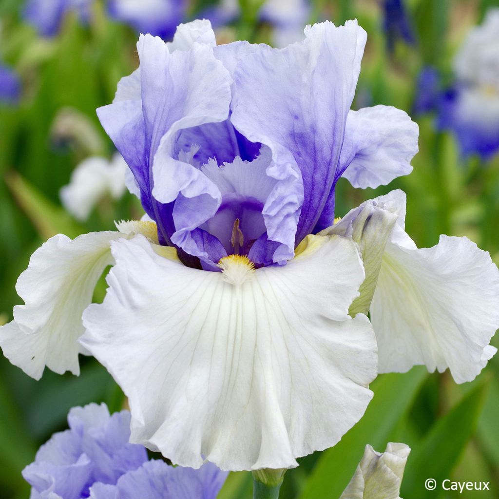 Iris germanica Alpenview - Baardiris