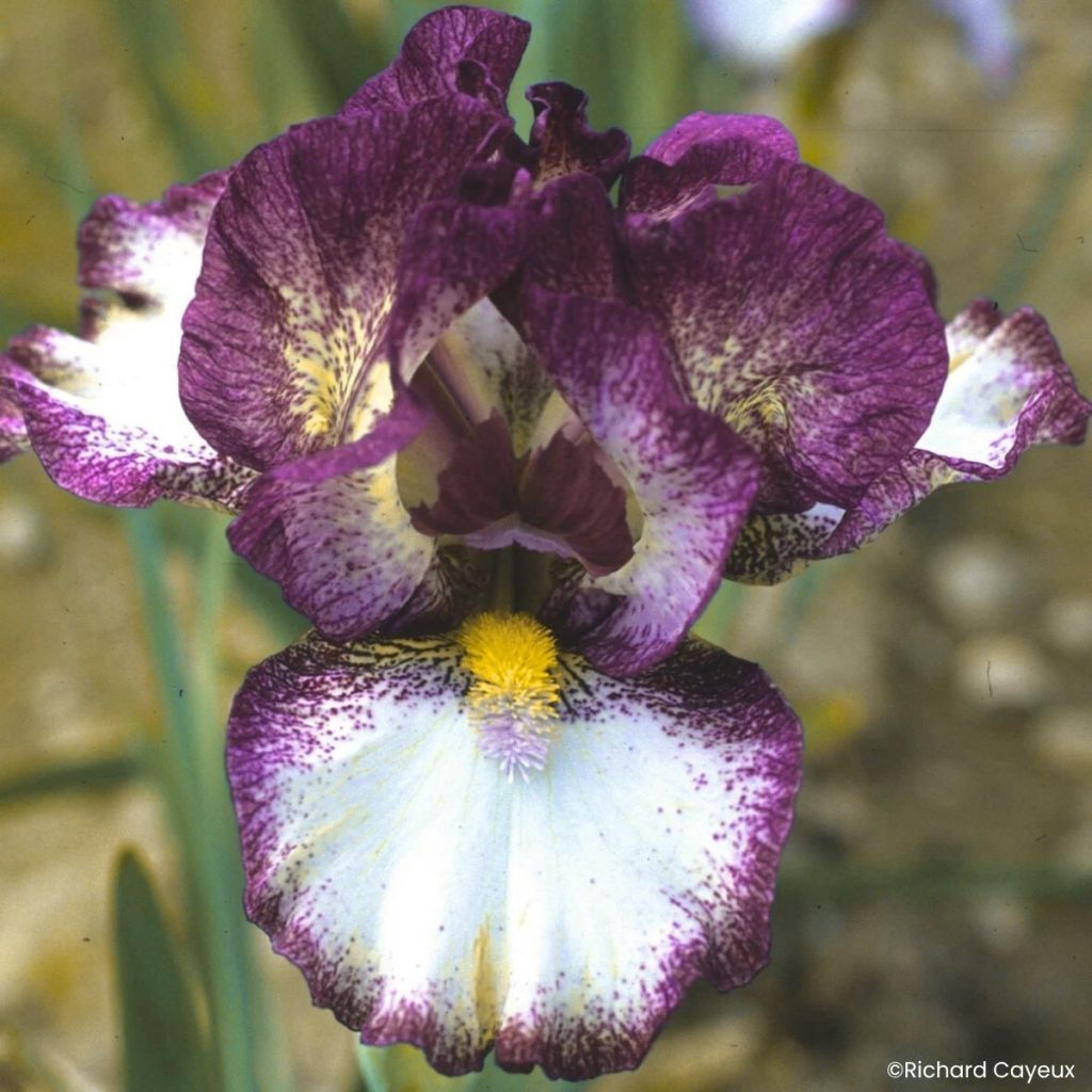 Iris germanica Baie Rose - Baardiris