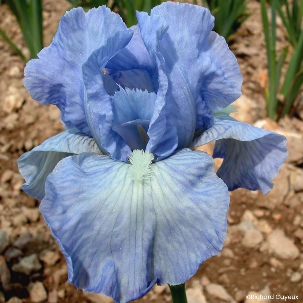 Iris germanica Bel Azur - Baardiris