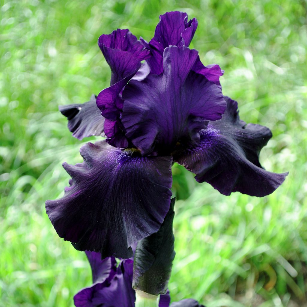 Iris germanica Black Suited - Baardiris
