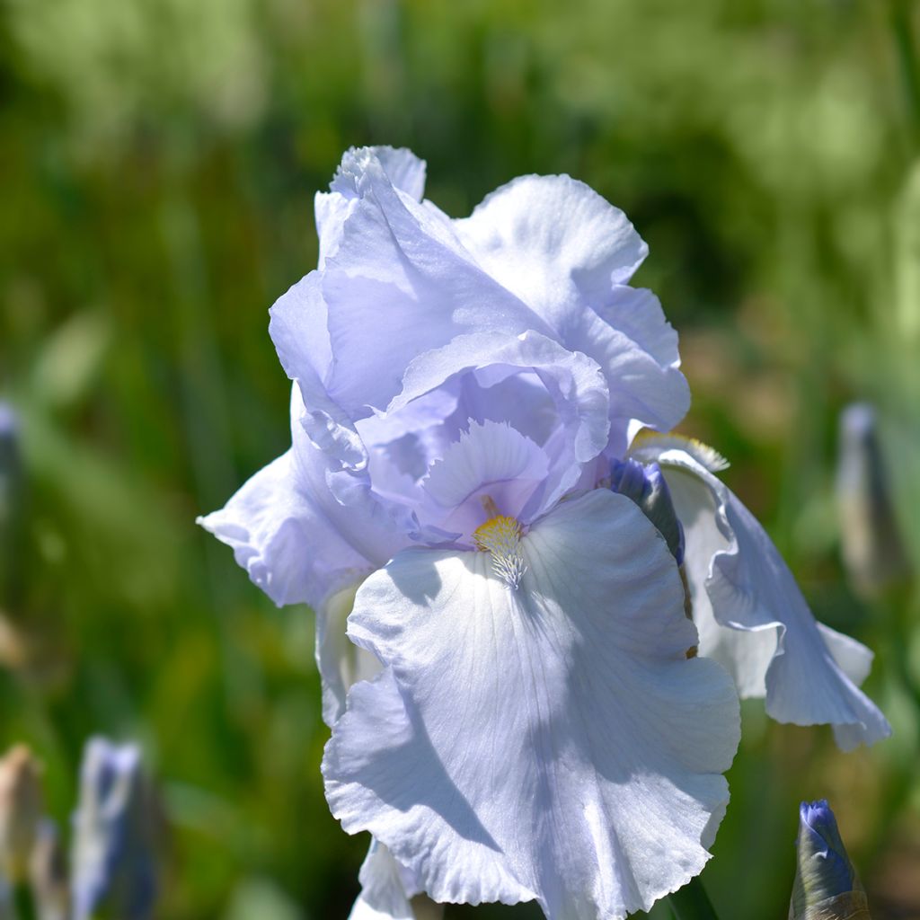 Iris germanica Blue Sapphire - Baardiris