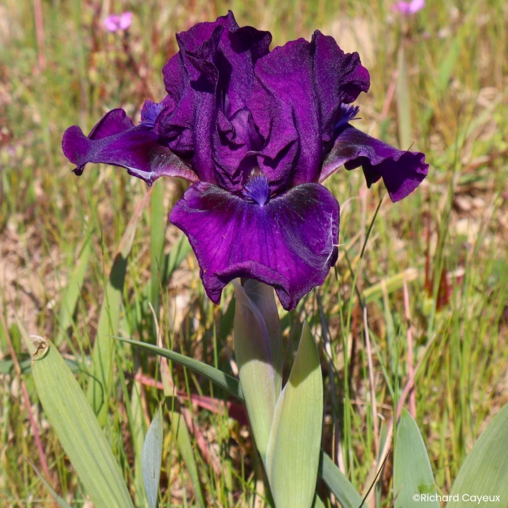 Iris germanica Bourgeois - Baardiris Lilliput