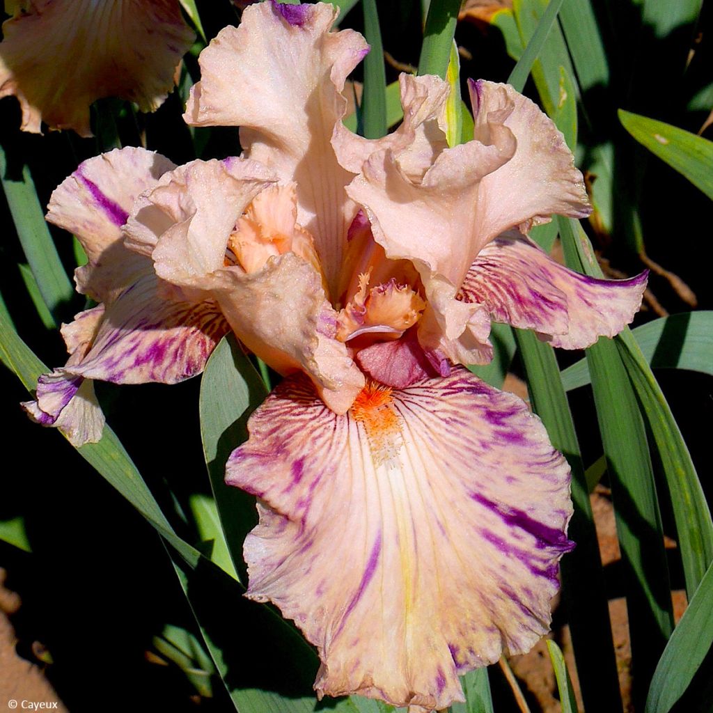 Iris germanica Brindled Beauty - Baardiris