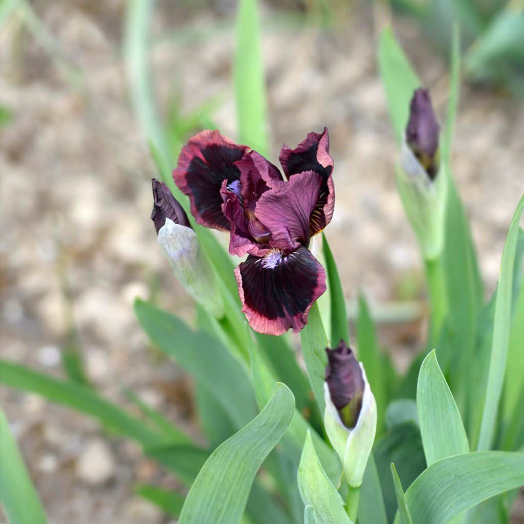 Iris germanica Lilliput - Baardiris Lilliput