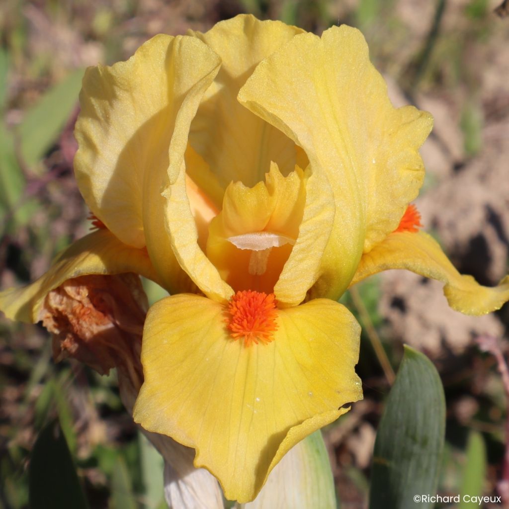 Iris germanica Circus Dragon - Baardiris Lilliput