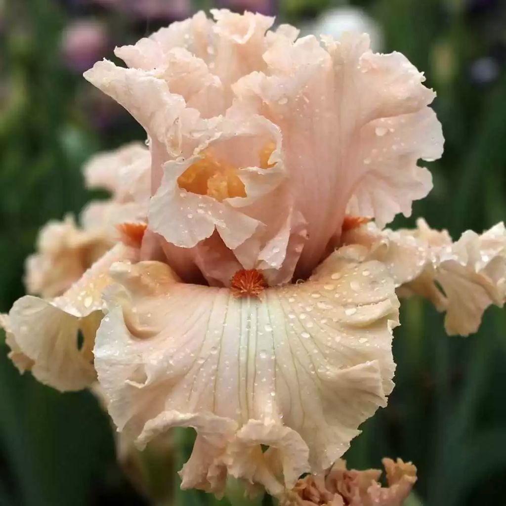 Iris germanica Coralina - Baardiris