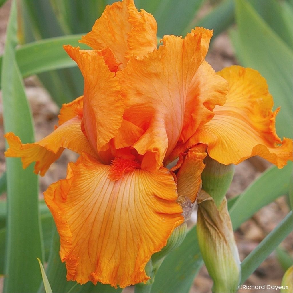 Iris germanica Coup de Soleil - Baardiris