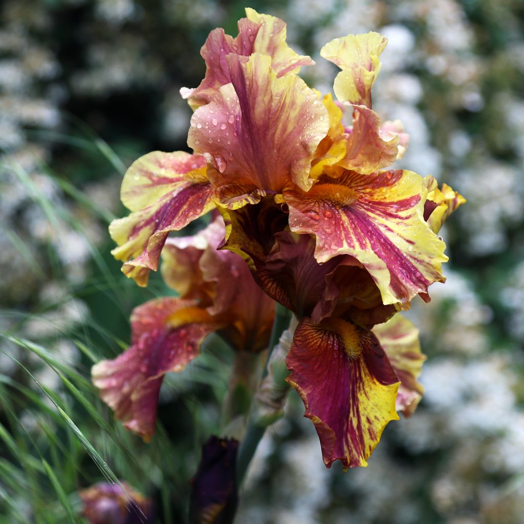 Iris germanica Crimson Tiger - Baardiris