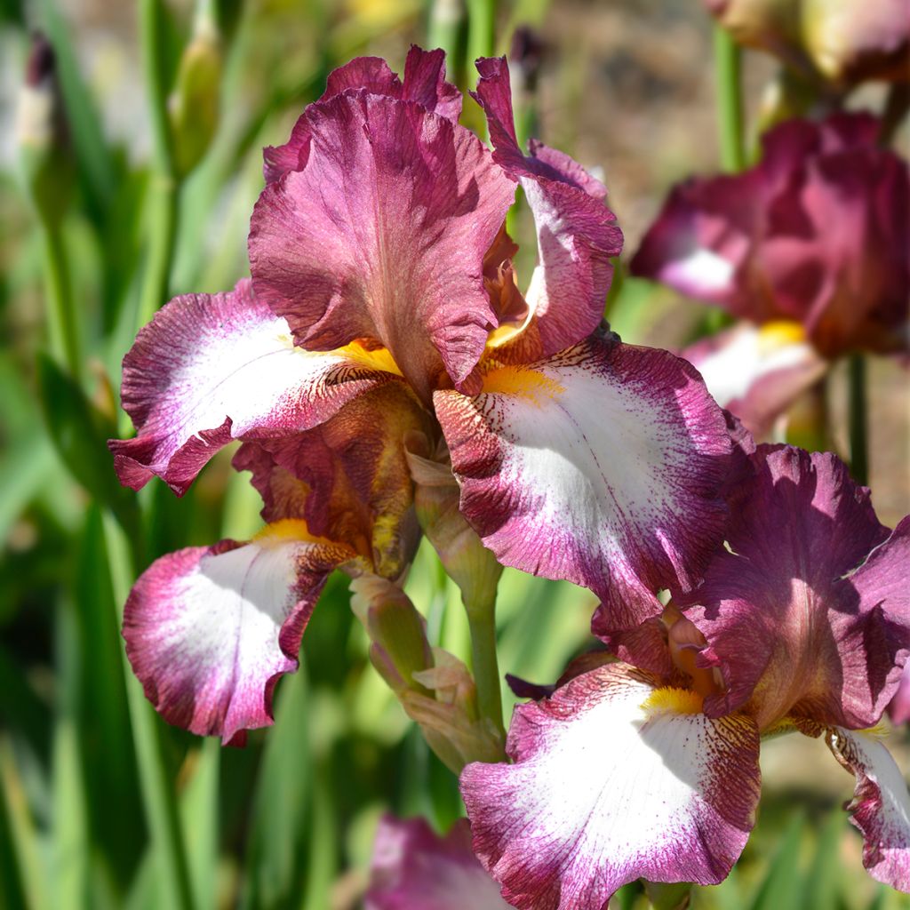 Iris germanica Crinoline - Baardiris