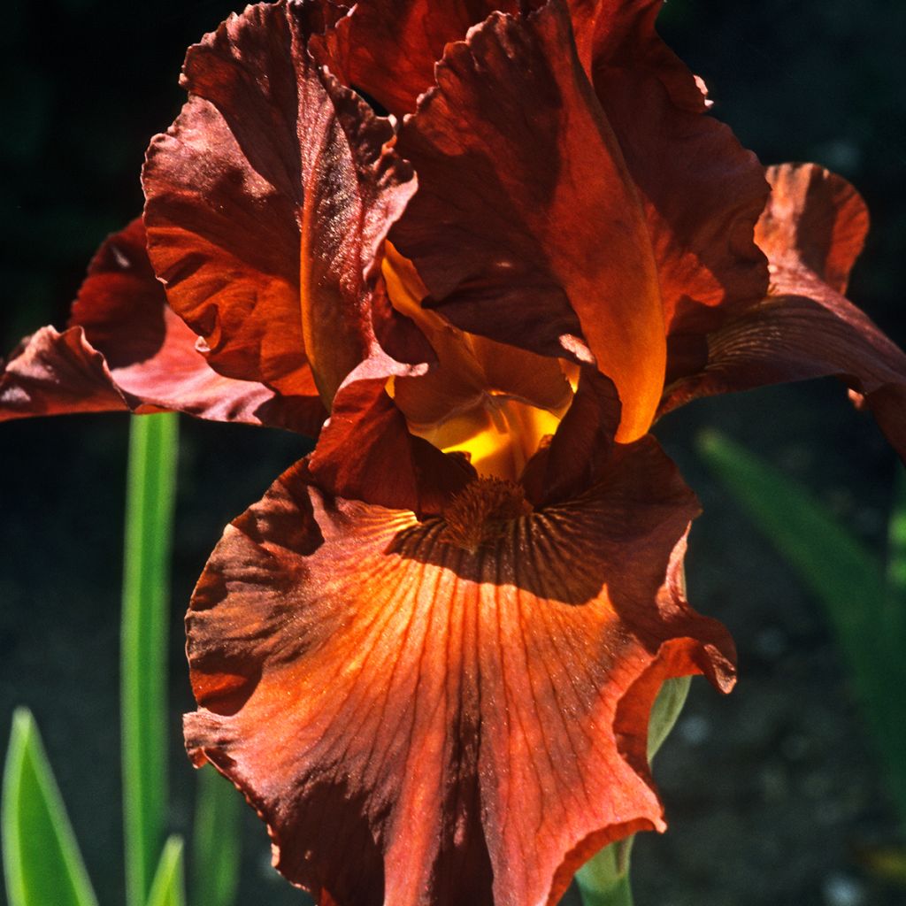 Iris germanica Dutch Chocolate - Baardiris