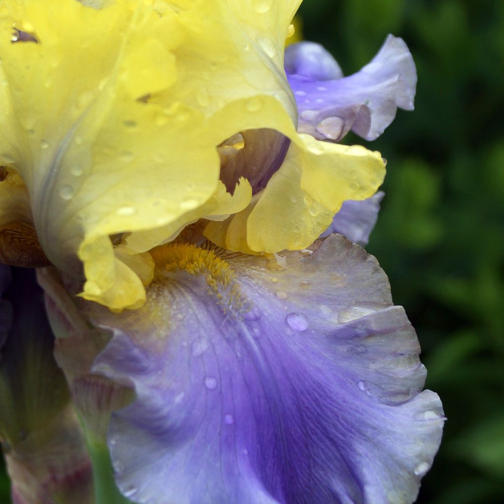 Iris germanica Edith Wolford - Baardiris