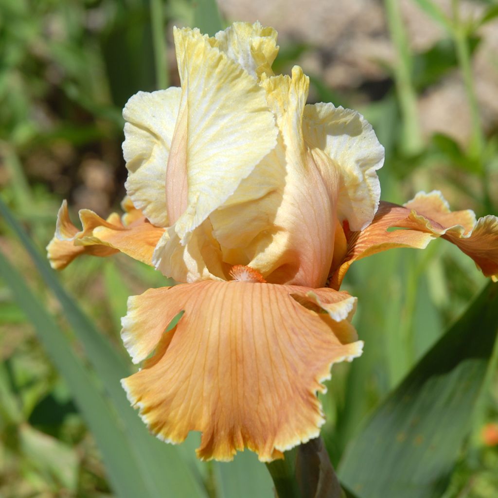Iris germanica English Charm - Baardiris