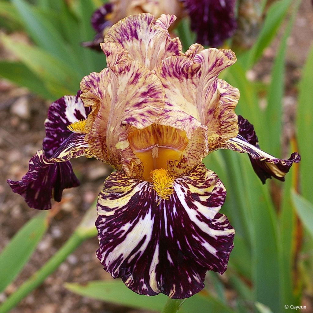 Iris germanica Grape Snakez - Baardiris