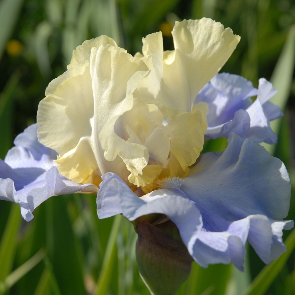 Iris germanica Haut les Voiles - Baardiris