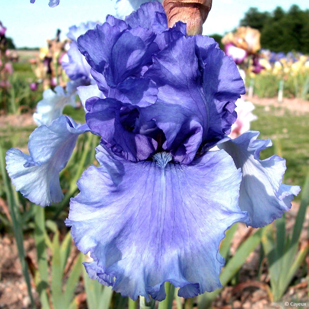 Iris germanica nica Honky Tonk Blues - Baardiris