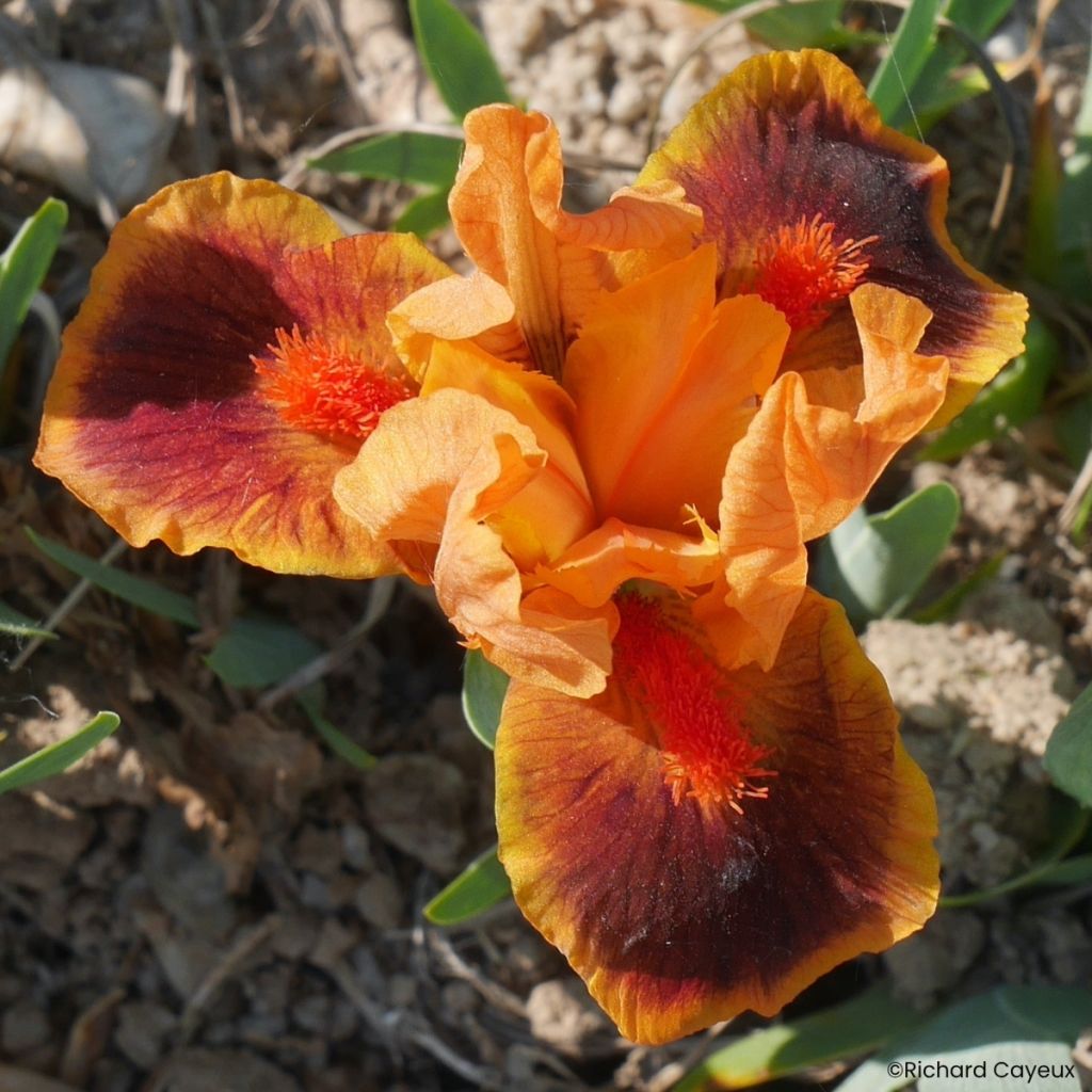 Iris germanica Icon - Baardiris