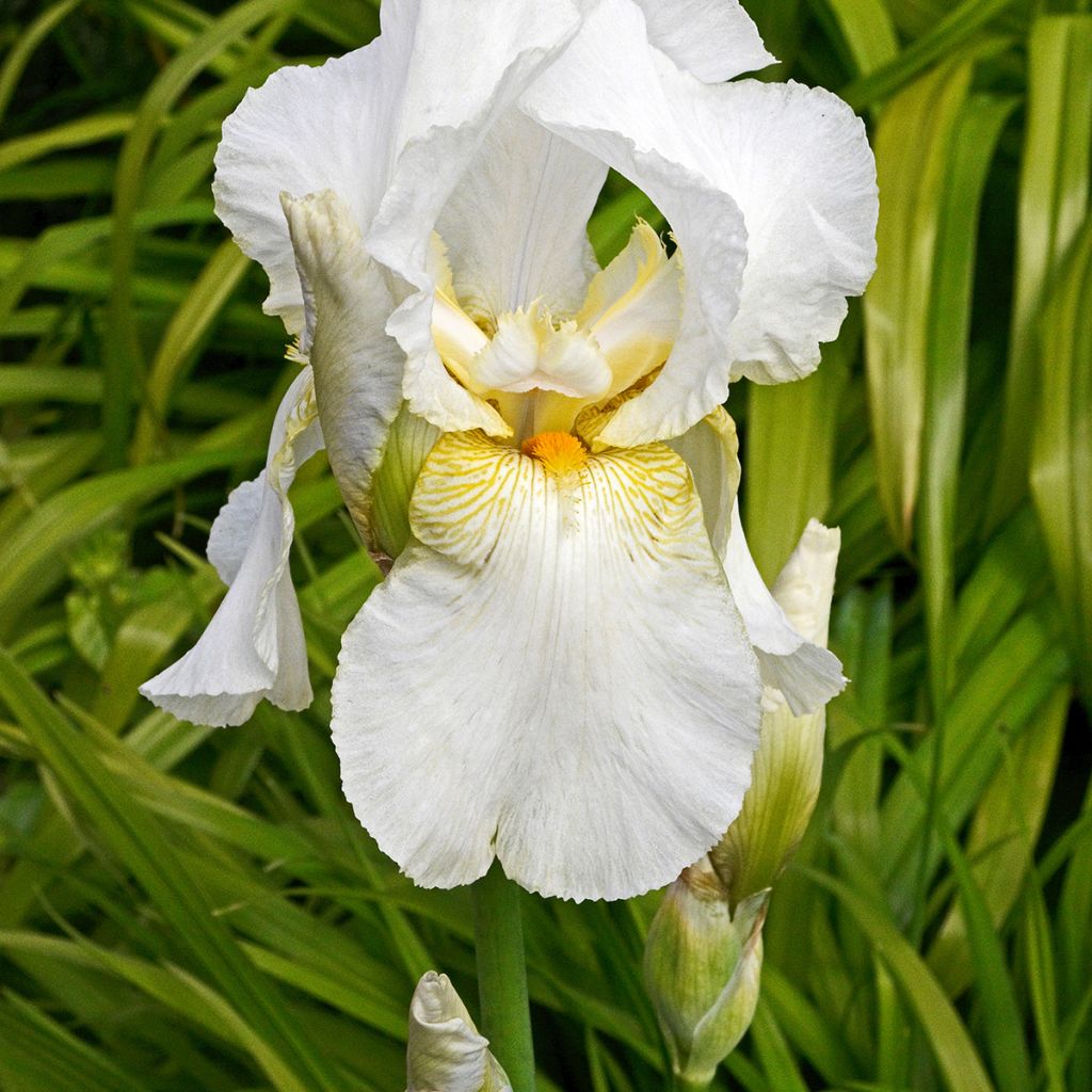 Iris germanica Immortality - Baardiris