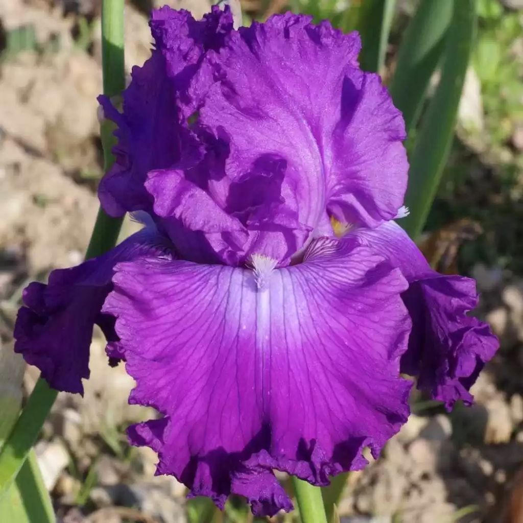Iris germanica Inviting - Baardiris