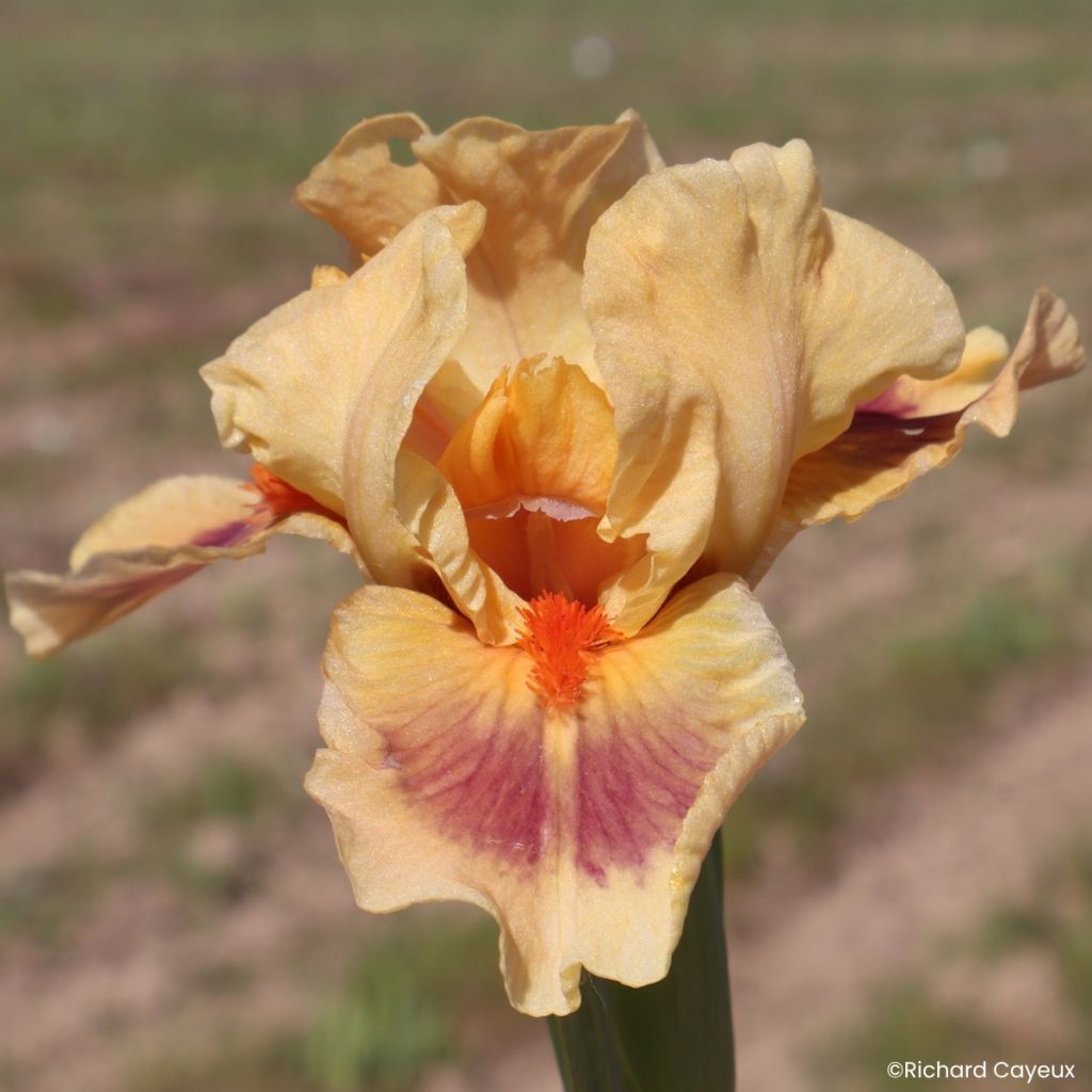 Iris germanica Jive - Baardiris Lilliput